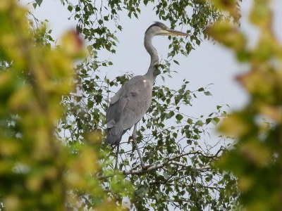 Holiday apartment am Naturpark in Schönlage - Environment photo 37