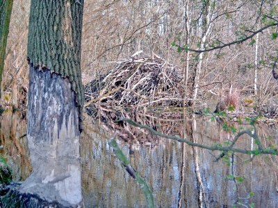 Holiday apartment am Naturpark in Schönlage - Environment photo 38