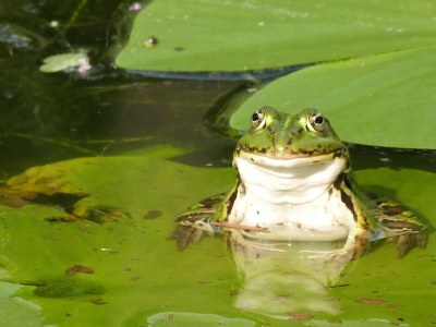 Holiday apartment am Naturpark in Schönlage - Environment photo 39