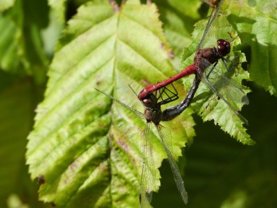 Holiday apartment am Naturpark in Schönlage - Environment photo 40