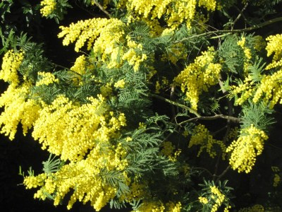 Holiday house Villa Mare - Outdoor photo 7