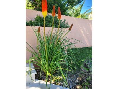 Villa Jolanda - Outdoor photo 14