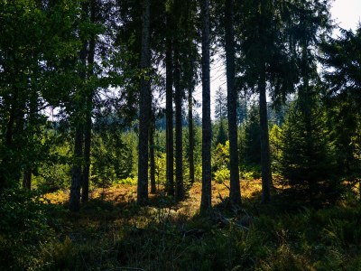 Holiday house Chalet Bergweide - Environment photo 37