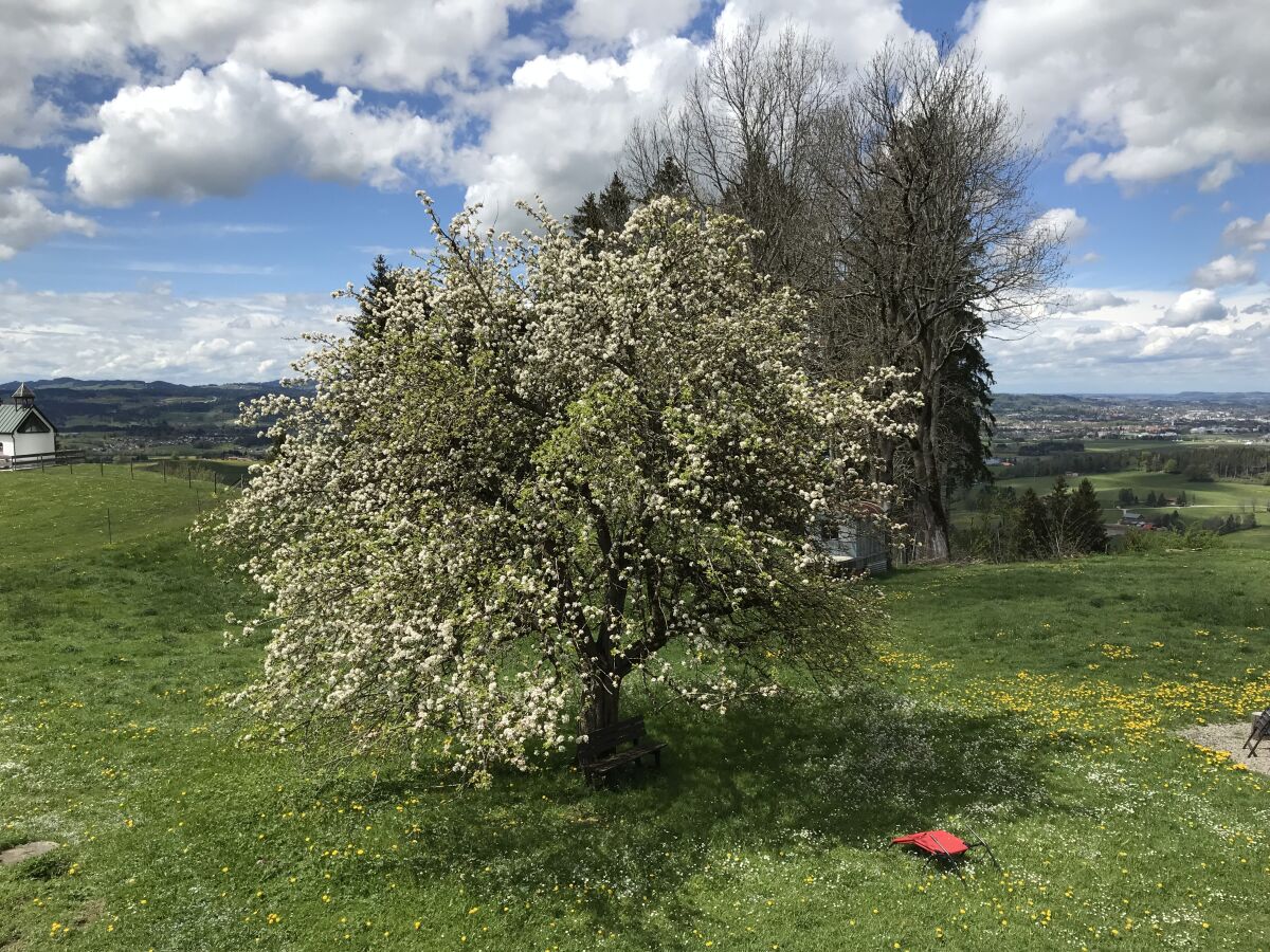 Holiday apartment Apartment Waxenegg³ - Outdoor photo 4