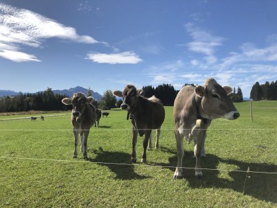 Holiday apartment Apartment Waxenegg³ - Environment photo 35