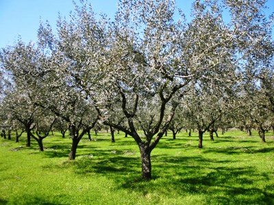 Villa Villa Jele - Environment photo 32