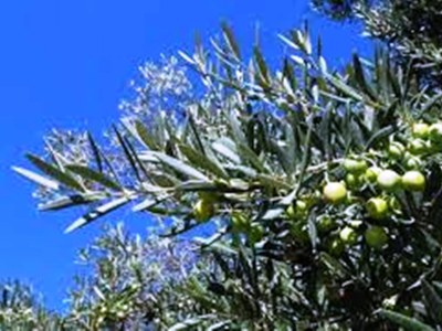 Villa Villa Jele - Environment photo 33