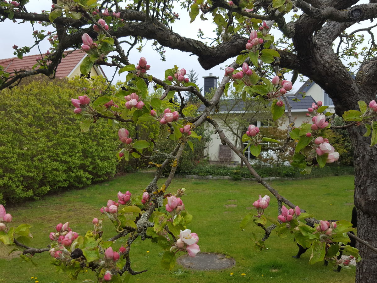 Bungalow Wünsche 3 - Outdoor photo 2