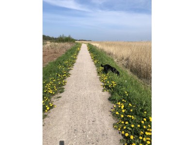 Bungalow Wünsche 3 - Outdoor photo 11