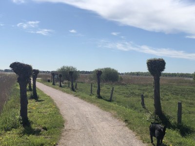 Bungalow Wünsche 3 - Environment photo 33