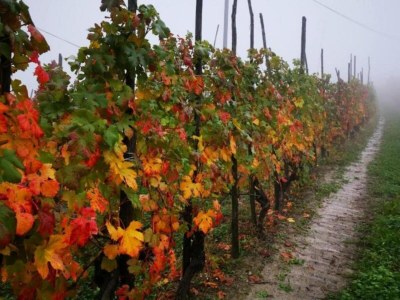 Cottage Mansion in Langhe with Pool and Winery Charm - Environment photo 22