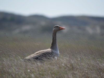 Bungalow Schoormans - Environment photo 14