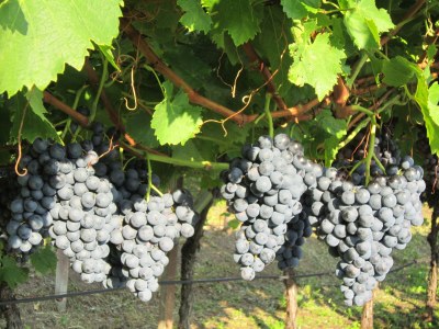 Holiday apartment Messnerhof - Environment photo 13