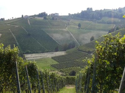 Cottage Mansion in Langhe with Pool and Winery Charm - Environment photo 33