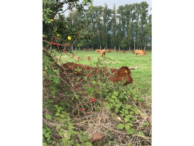 Holiday apartment Panoramablick - Environment photo 22