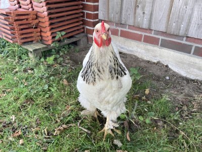 Holiday apartment Breekate - Outdoor photo 10