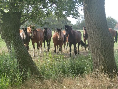 Holiday apartment Breekate - Environment photo 25