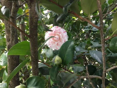 Holiday apartment Casa Donizetti - Environment photo 23