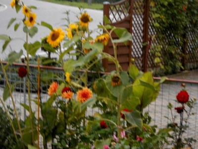 Holiday apartment Thomas - Outdoor photo 15