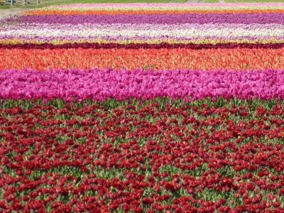 Holiday house SP 14 - Environment photo 20