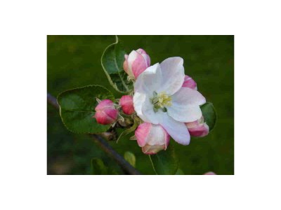 Holiday apartment Kreuzwegerhof - Outdoor photo 15