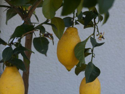 Holiday apartment Kreuzwegerhof - Outdoor photo 16