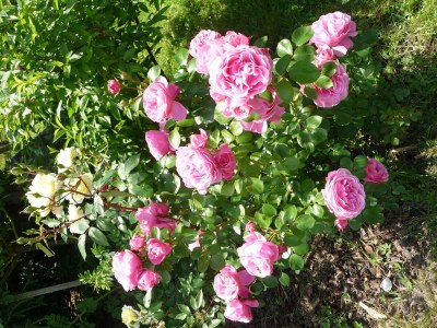 Holiday apartment Kreuzwegerhof - Outdoor photo 17