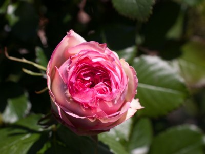 Holiday apartment Kreuzwegerhof - Outdoor photo 18