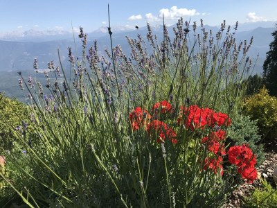 Holiday apartment Kreuzwegerhof - Environment photo 35