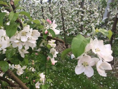 Holiday apartment Kreuzwegerhof - Environment photo 38