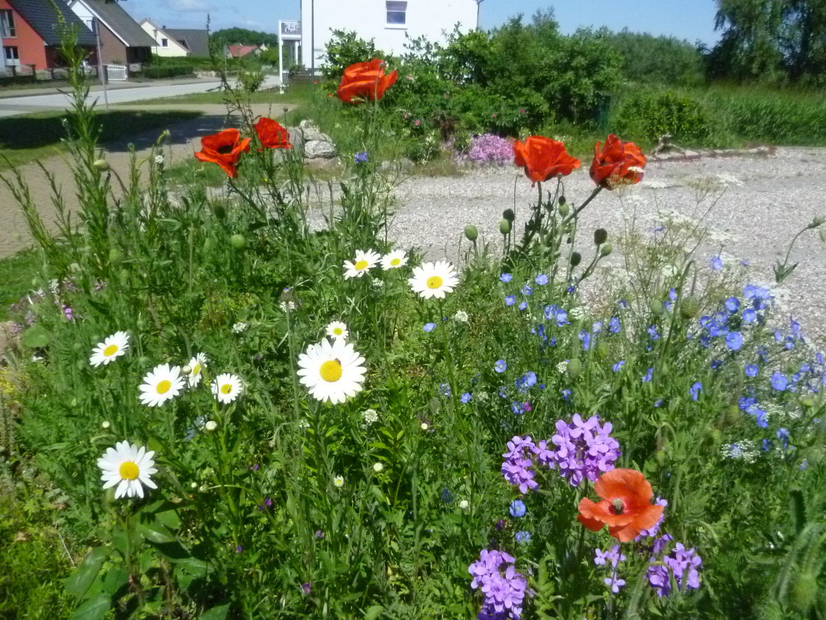 Holiday house Lindenhaus - Outdoor photo 4