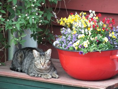 Holiday house Lindenhaus - Outdoor photo 6