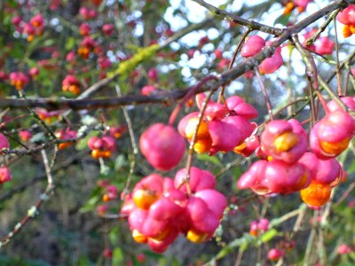 Holiday house Lindenhaus - Outdoor photo 8