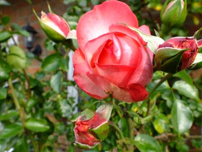 Holiday house Lindenhaus - Outdoor photo 9