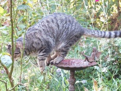 Holiday house Lindenhaus - Outdoor photo 10