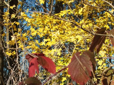 Holiday house Lindenhaus - Outdoor photo 11