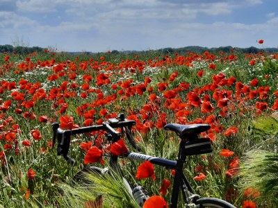 Holiday house Lindenhaus - Environment photo 37