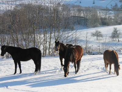 Holiday apartment Birkenhof Landleben - Outdoor photo 8