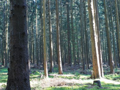Holiday apartment Birkenhof Landleben - Environment photo 20