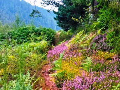 Holiday house Charmantes, einladendes Ferienhaus in toller Natur - Environment photo 33