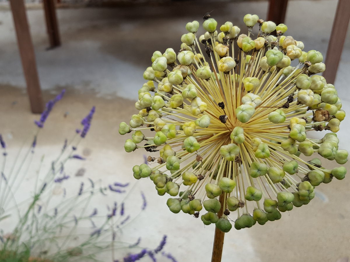 Holiday apartment Jasmin - Outdoor photo 4