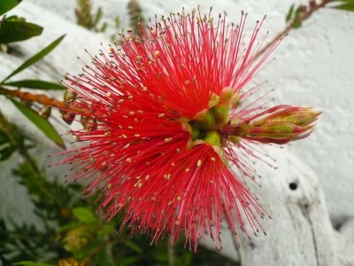 Holiday house Comfortable holiday home close to the beach in a sunny location. - Environment photo 41