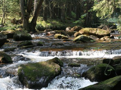 Holiday house Bergwaldlodge Einklang - Environment photo 20