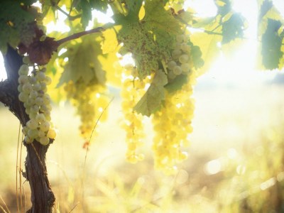 Holiday apartment Casa Rondini - Environment photo 19