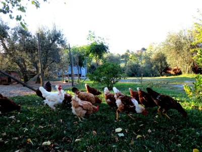 Holiday apartment Casa Rondini - Environment photo 23