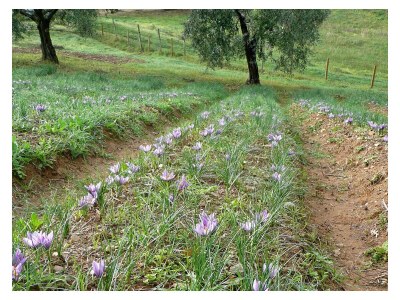 Holiday apartment Casa Rondini - Environment photo 29