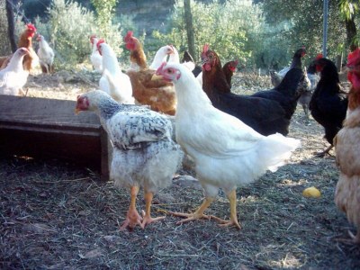 Holiday apartment Casa Rondini - Environment photo 31