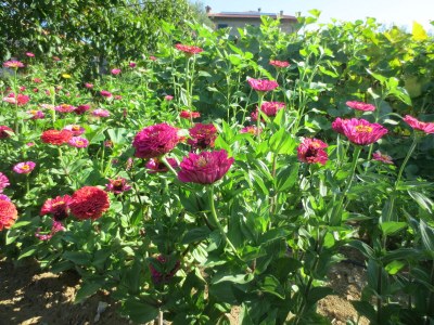 Holiday apartment Casa Rondini - Environment photo 33