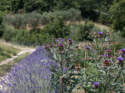 Holiday apartment Casa Rondini - Environment photo 35