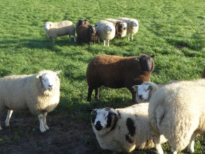 Holiday house SP 13 - Environment photo 16